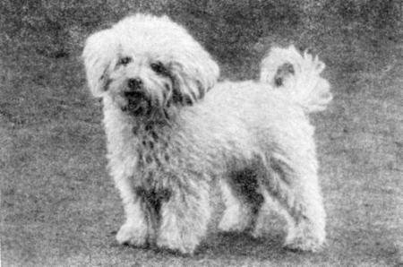 Справочная книга по собаководству - i_054.jpg