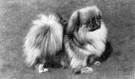 Справочная книга по собаководству - i_055.jpg