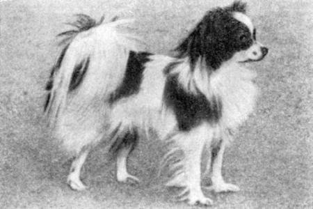 Справочная книга по собаководству - i_056.jpg