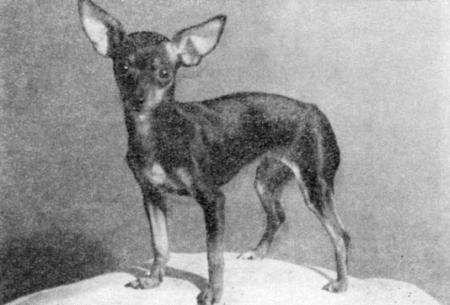 Справочная книга по собаководству - i_057.jpg