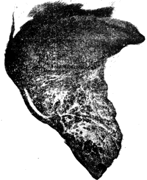 Болезни собак. Краткое руководство. Наружные болезни - i_014.png