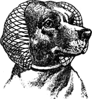 Болезни собак. Краткое руководство. Наружные болезни - i_023.png