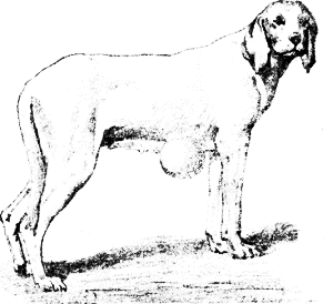 Болезни собак. Краткое руководство. Наружные болезни - i_046.png