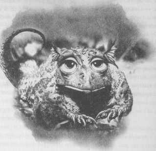 Все о непослушных принцессах и коварных драконах - img1_21.jpeg