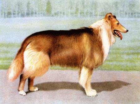 Служебная собака. Руководство по подготовке специалистов служебного собаководства - i_021.jpg