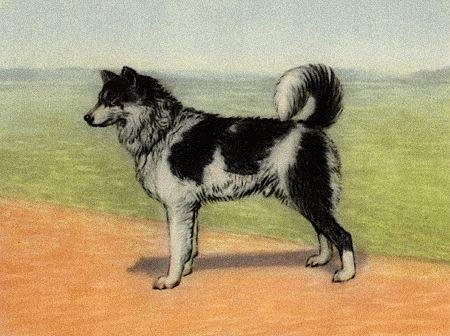 Служебная собака. Руководство по подготовке специалистов служебного собаководства - i_024.jpg