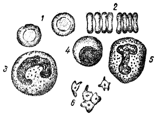 Служебная собака. Руководство по подготовке специалистов служебного собаководства - i_053.png