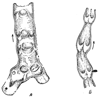 Служебная собака. Руководство по подготовке специалистов служебного собаководства - i_057.png