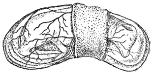 Служебная собака. Руководство по подготовке специалистов служебного собаководства - i_065.png