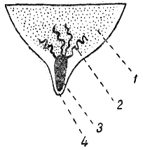 Служебная собака. Руководство по подготовке специалистов служебного собаководства - i_066.png