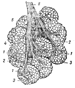 Служебная собака. Руководство по подготовке специалистов служебного собаководства - i_067.png