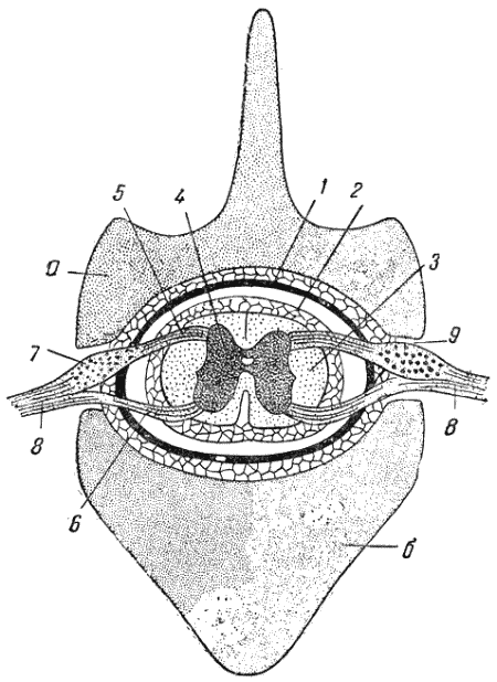 Служебная собака. Руководство по подготовке специалистов служебного собаководства - i_071.png