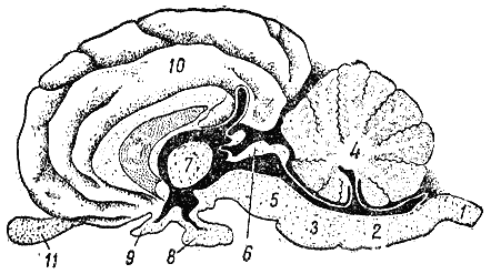 Служебная собака. Руководство по подготовке специалистов служебного собаководства - i_072.png