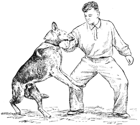 Служебная собака. Руководство по подготовке специалистов служебного собаководства - i_173.png