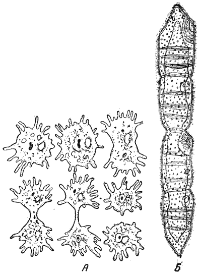 Служебная собака. Руководство по подготовке специалистов служебного собаководства - i_194.png