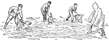 Служебная собака. Руководство по подготовке специалистов служебного собаководства - i_221.png