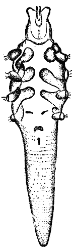 Служебная собака. Руководство по подготовке специалистов служебного собаководства - i_236.png