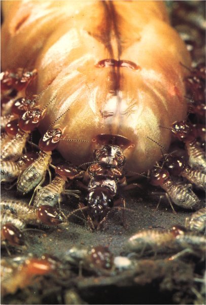 Жизнь на Земле. Естественная история - i_047.jpg