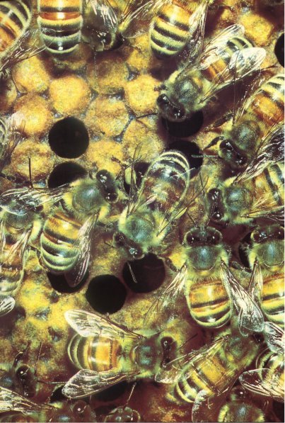 Жизнь на Земле. Естественная история - i_048.jpg