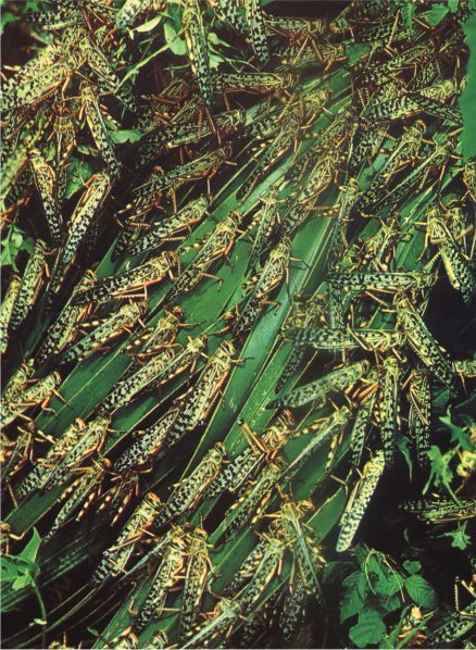 Жизнь на Земле. Естественная история - i_049.jpg