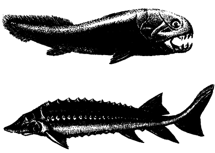 Жизнь на Земле. Естественная история - i_050.png
