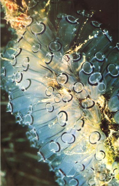 Жизнь на Земле. Естественная история - i_051.jpg