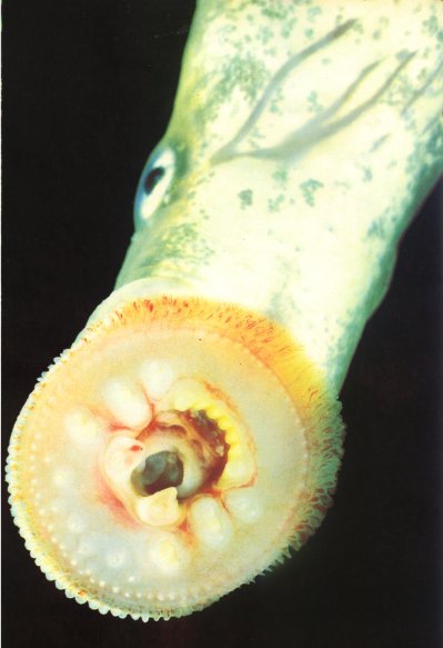 Жизнь на Земле. Естественная история - i_052.jpg