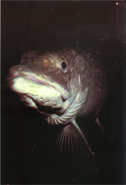 Жизнь на Земле. Естественная история - i_054.jpg