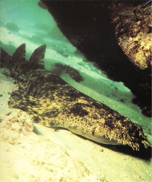 Жизнь на Земле. Естественная история - i_055.jpg