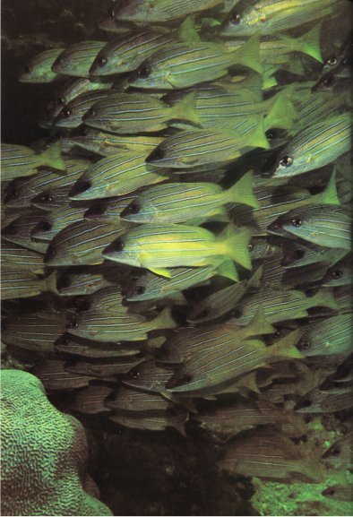 Жизнь на Земле. Естественная история - i_056.jpg