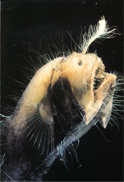 Жизнь на Земле. Естественная история - i_057.jpg