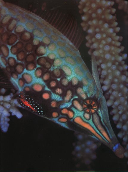 Жизнь на Земле. Естественная история - i_058.jpg