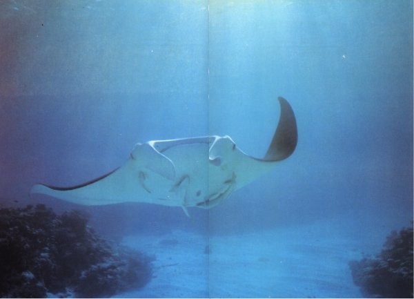 Жизнь на Земле. Естественная история - i_060.jpg