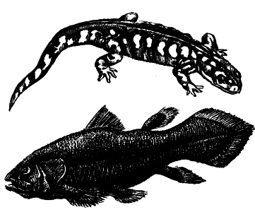 Жизнь на Земле. Естественная история - i_061.png