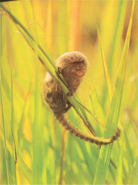 Жизнь на Земле. Естественная история - i_119.jpg