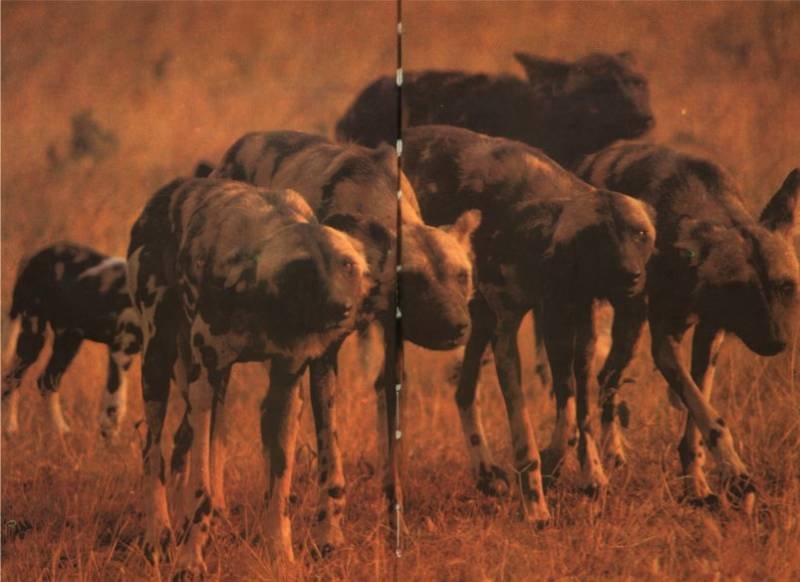 Жизнь на Земле. Естественная история - i_120.jpg