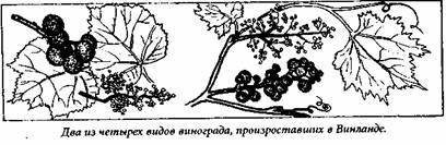 Сага о Лейве Счастливом, первооткрывателе Америки - any2fbimgloader21.jpeg