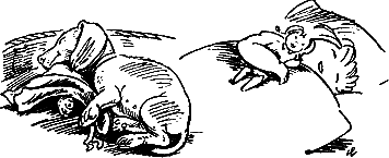 400 советов любителю собак - i_071.png