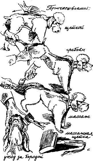 400 советов любителю собак - i_100.png