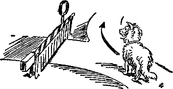 400 советов любителю собак - i_139.png