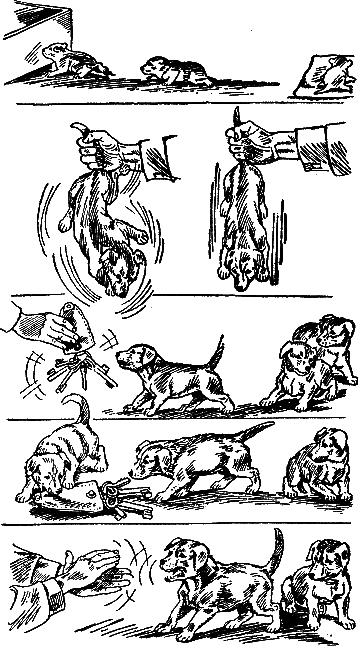 400 советов любителю собак - i_277.png