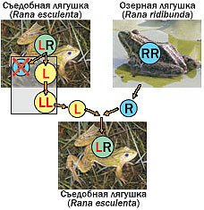 Журнал «Компьютерра» № 24 от 27 июня 2006 года - _644y17i3.jpg