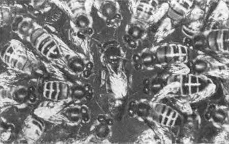 Занимательная биология - i_121.jpg