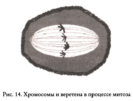 Тайные знания догонов об истоках человечества - i_064.png