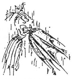 Чужая жизнь - i_006.jpg