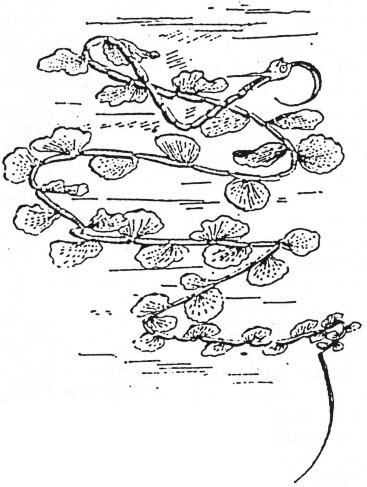 Чужая жизнь - i_008.jpg