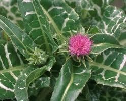 Где таятся змеи - img20120326123821_3235.jpg