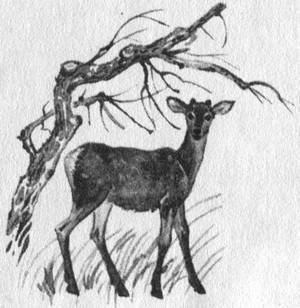 Чудаки с Улики. Зимние птицы - i_029.jpg