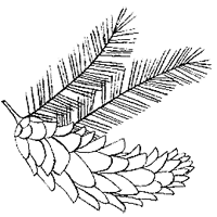 Дикий лес - i_002.png