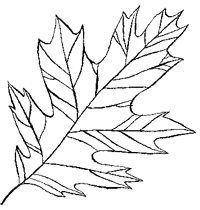 Дикий лес - i_008.png